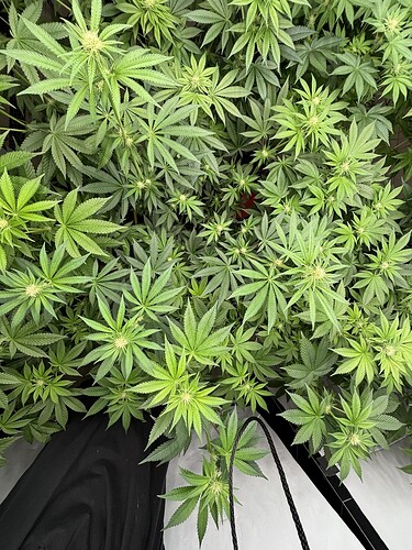 Growreport Bild 24