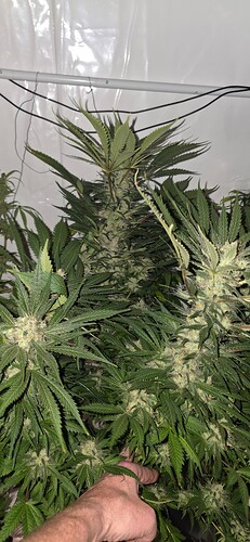 Growreport Bild 43