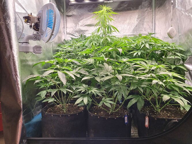 Mehrere junge Cannabispflanzen in Stofftöpfen wachsen in einer Growbox unter einer LED-Lampe. Ein Ventilator ist an der linken Wand montiert.