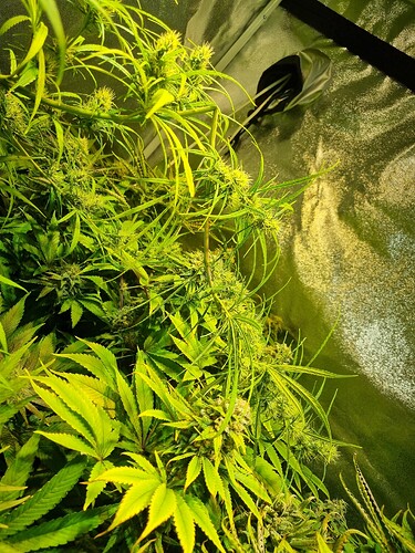 Nahaufnahme einer blühenden Cannabispflanze mit vielen Trichomen und hellgrünen Blättern.