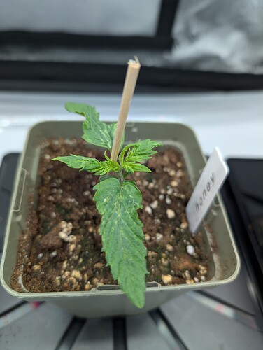 Growreport Bild 2