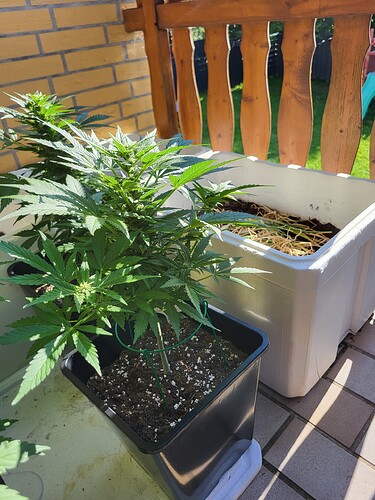 Growreport Bild 7