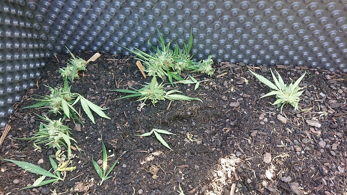 Growreport Bild 25