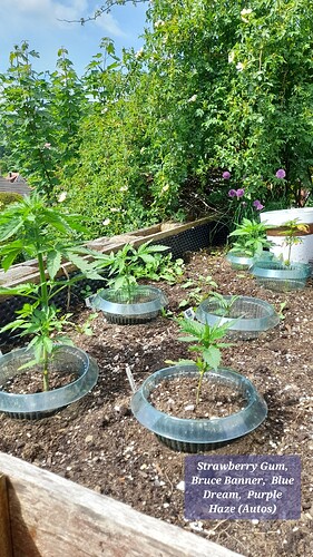 Growreport Bild 3