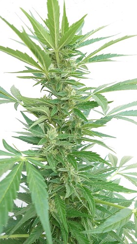 Growreport Bild 10