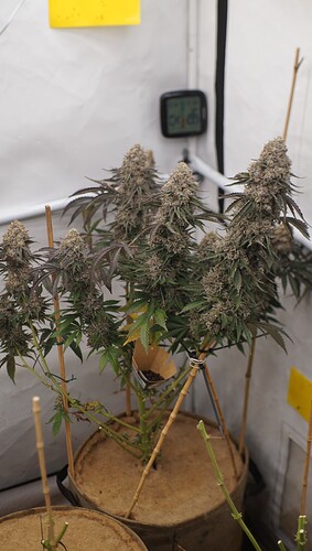 Growreport Bild 10
