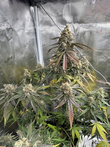 Growreport Bild 11