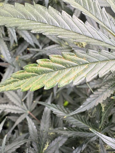 Growreport Bild 38