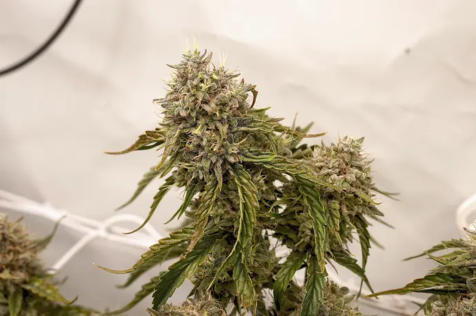 Growreport Bild 13