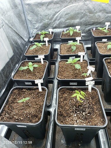 Growreport Bild 1