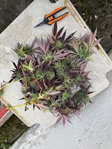 Growreport Bild 27