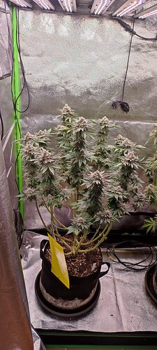 Growreport Bild 3