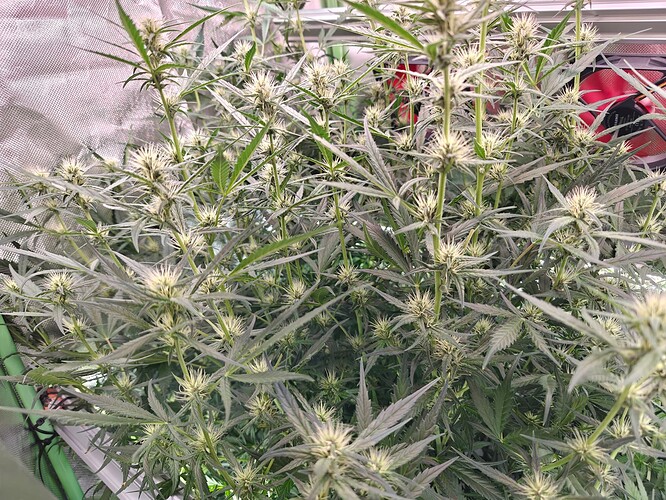 Growreport Bild 10