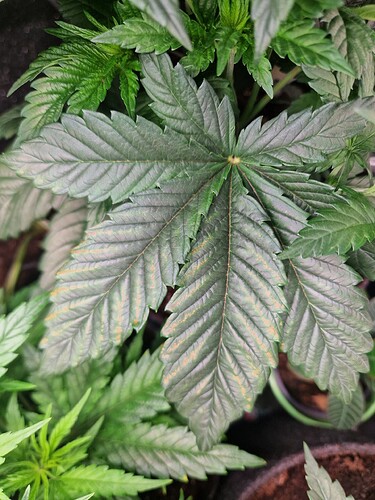 Growreport Bild 7
