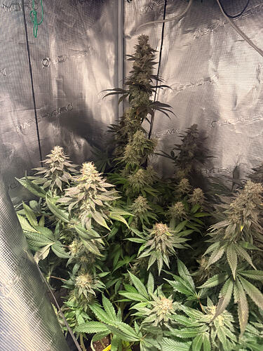 Growreport Bild 19