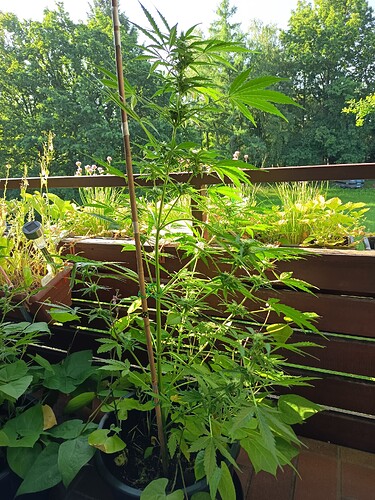 Growreport Bild 1