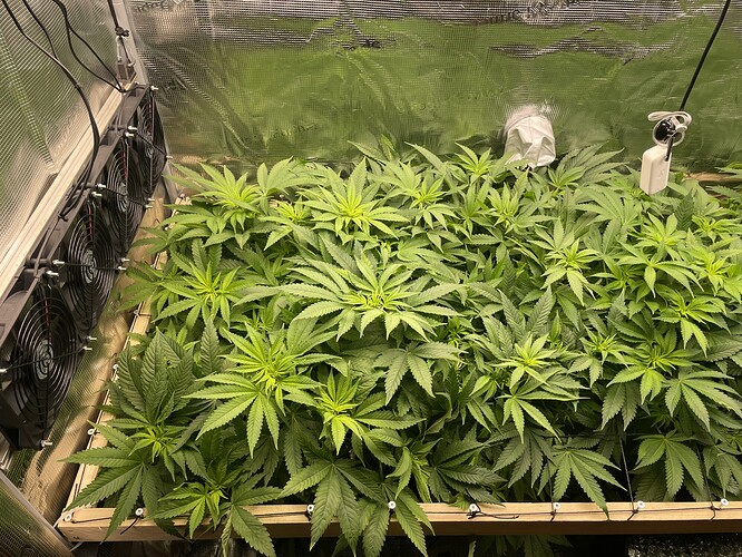 Mehrere junge Cannabispflanzen in einem Zelt, die sich im Wuchs befinden. Ventilatoren sind an der linken Wand montiert.