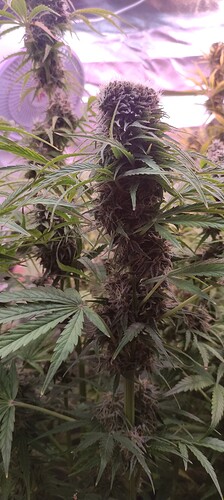 Growreport Bild 8