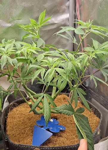 Growreport Bild 8