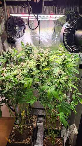 Vier Cannabispflanzen in der Blütephase in einem Growzelt unter einer LED-Lampe.