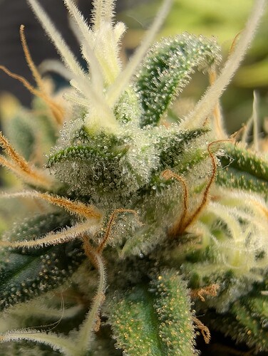 Growreport Bild 1
