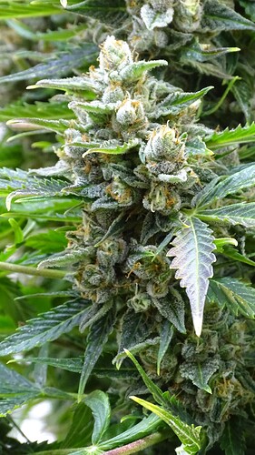 Growreport Bild 30