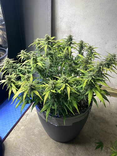 Growreport Bild 34