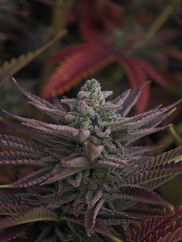 Growreport Bild 17