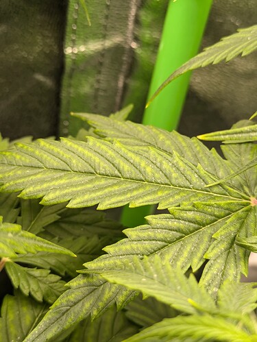 Growreport Bild 3