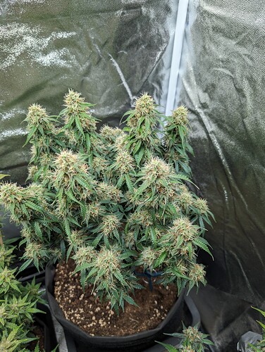 Growreport Bild 7