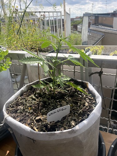 Growreport Bild 18