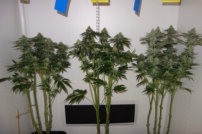 Growreport Bild 9