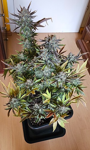 Growreport Bild 36