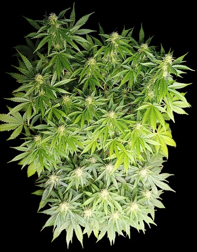 Growreport Bild 10