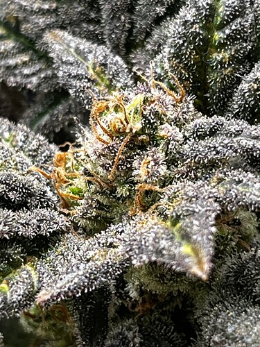 Growreport Bild 8