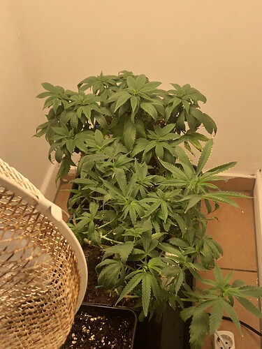 Growreport Bild 19