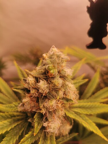 Growreport Bild 1