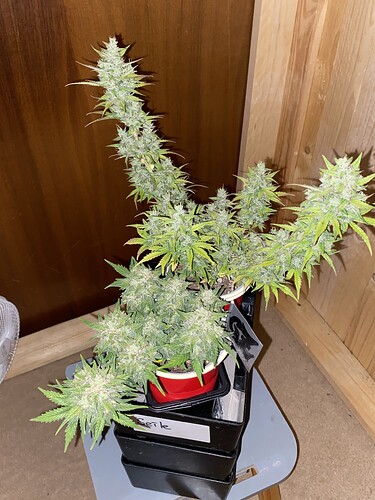 Growreport Bild 29