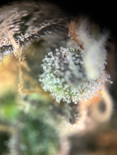 Growreport Bild 7