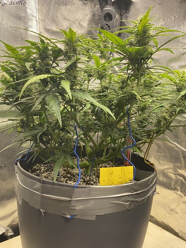 Growreport Bild 26