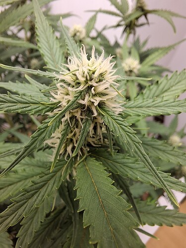 Growreport Bild 129