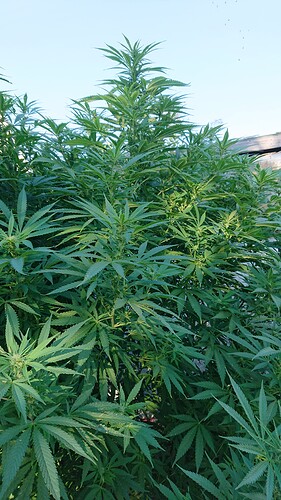 Growreport Bild 22