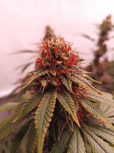 Growreport Bild 6