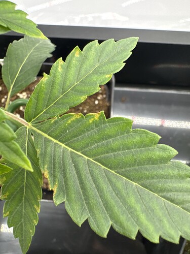 Growreport Bild 4