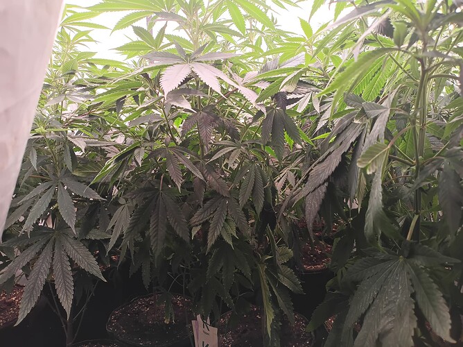 Growreport Bild 19