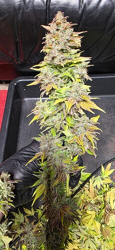 Growreport Bild 108
