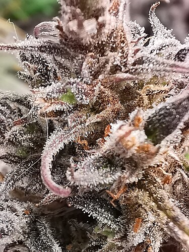 Growreport Bild 2