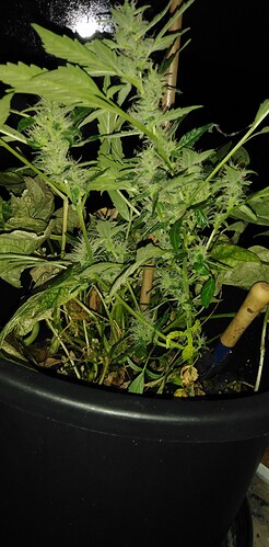 Growreport Bild 11