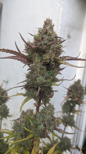 IMG_20231008_190650_809