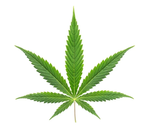 cannabis-leaf-isolated-on-white-600nw-1546766150